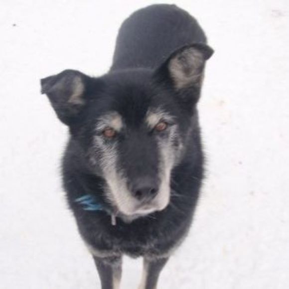 tagishsleddog